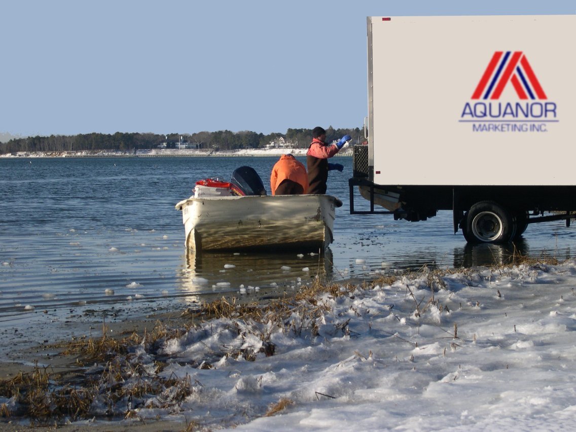 oyster distribution